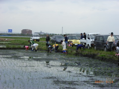 田植え画像