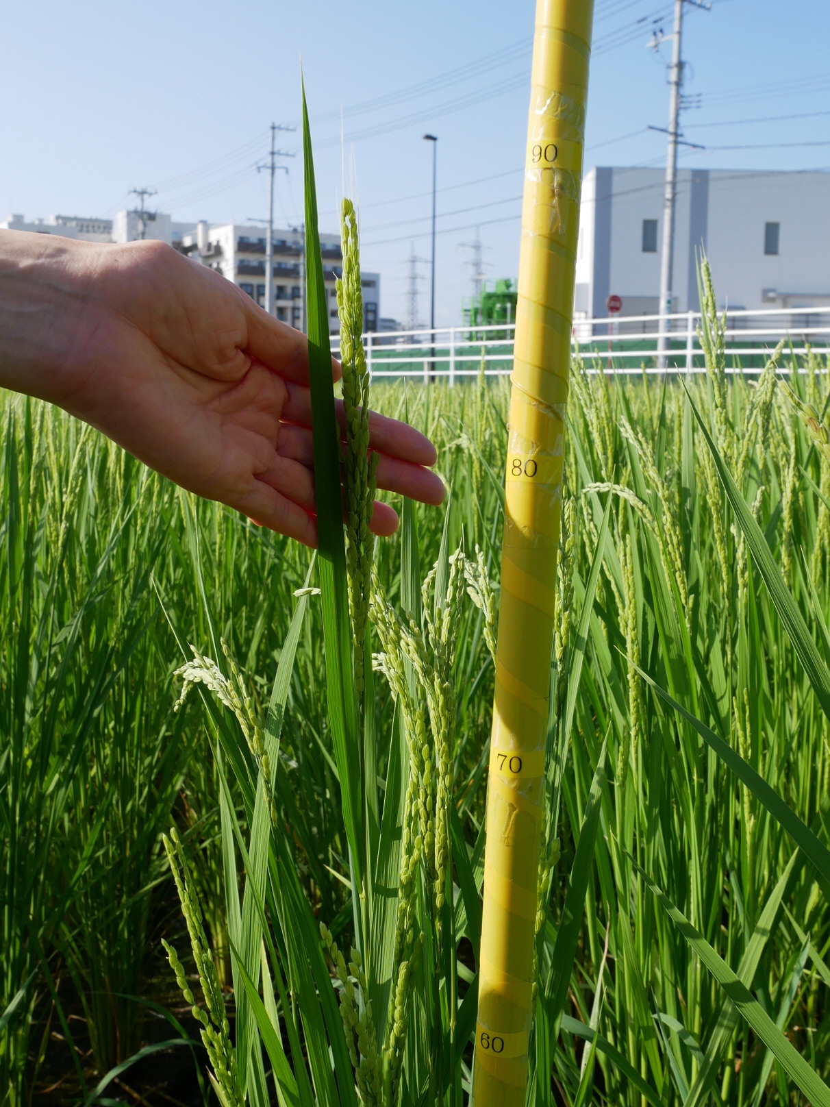 べがる田8月15日