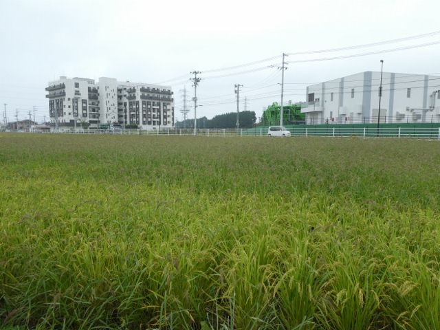 べがる田9月8日