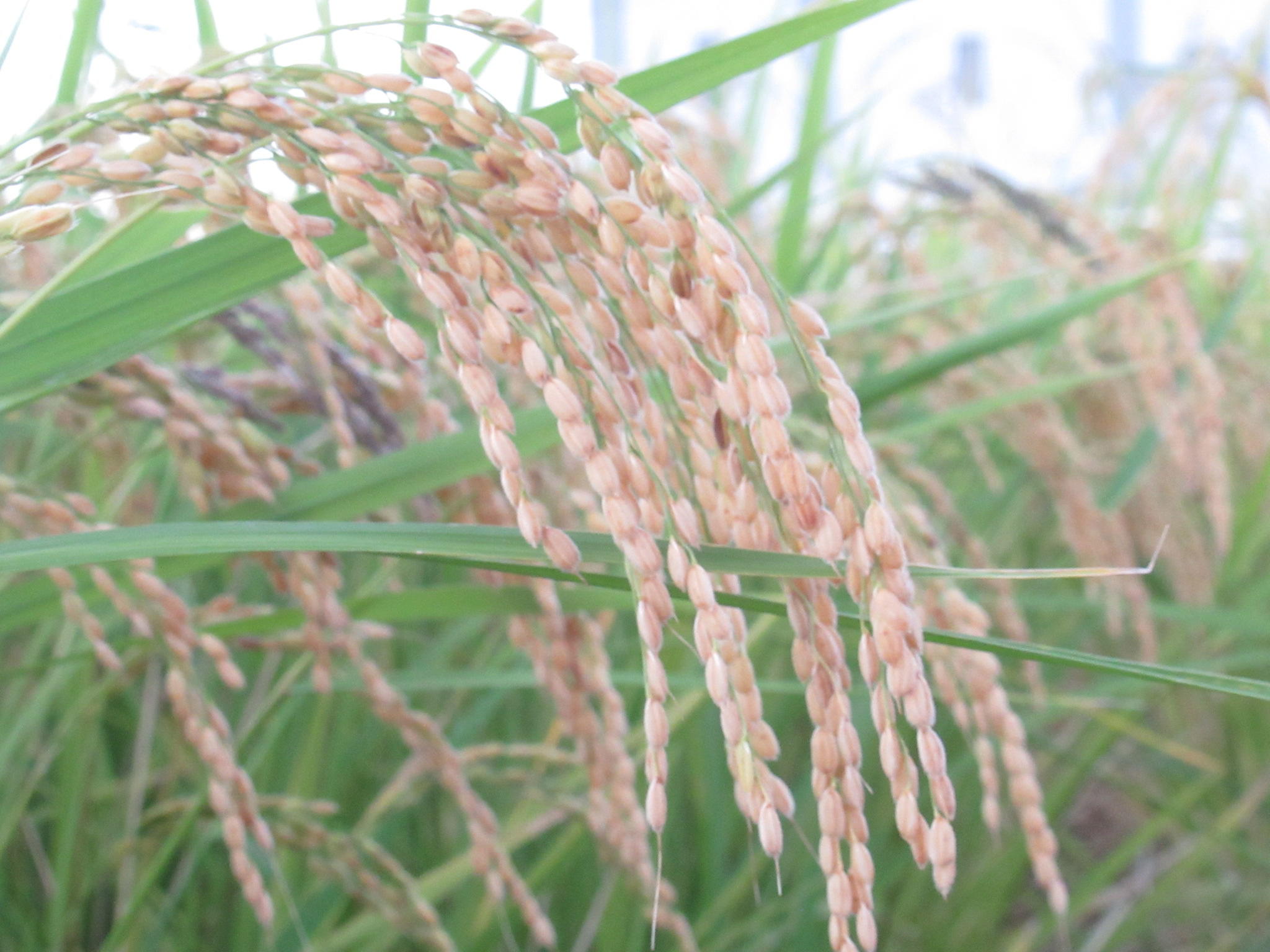 べがる田9月16日