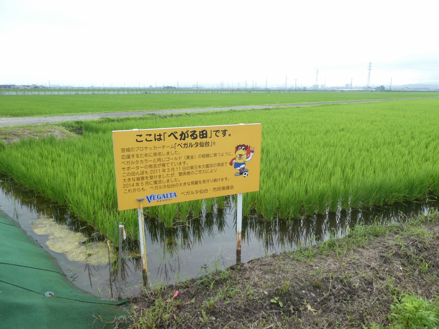 べがる田7月31日(1)