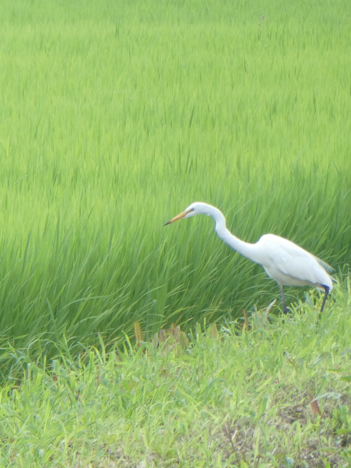 べがる田7月31日(3)