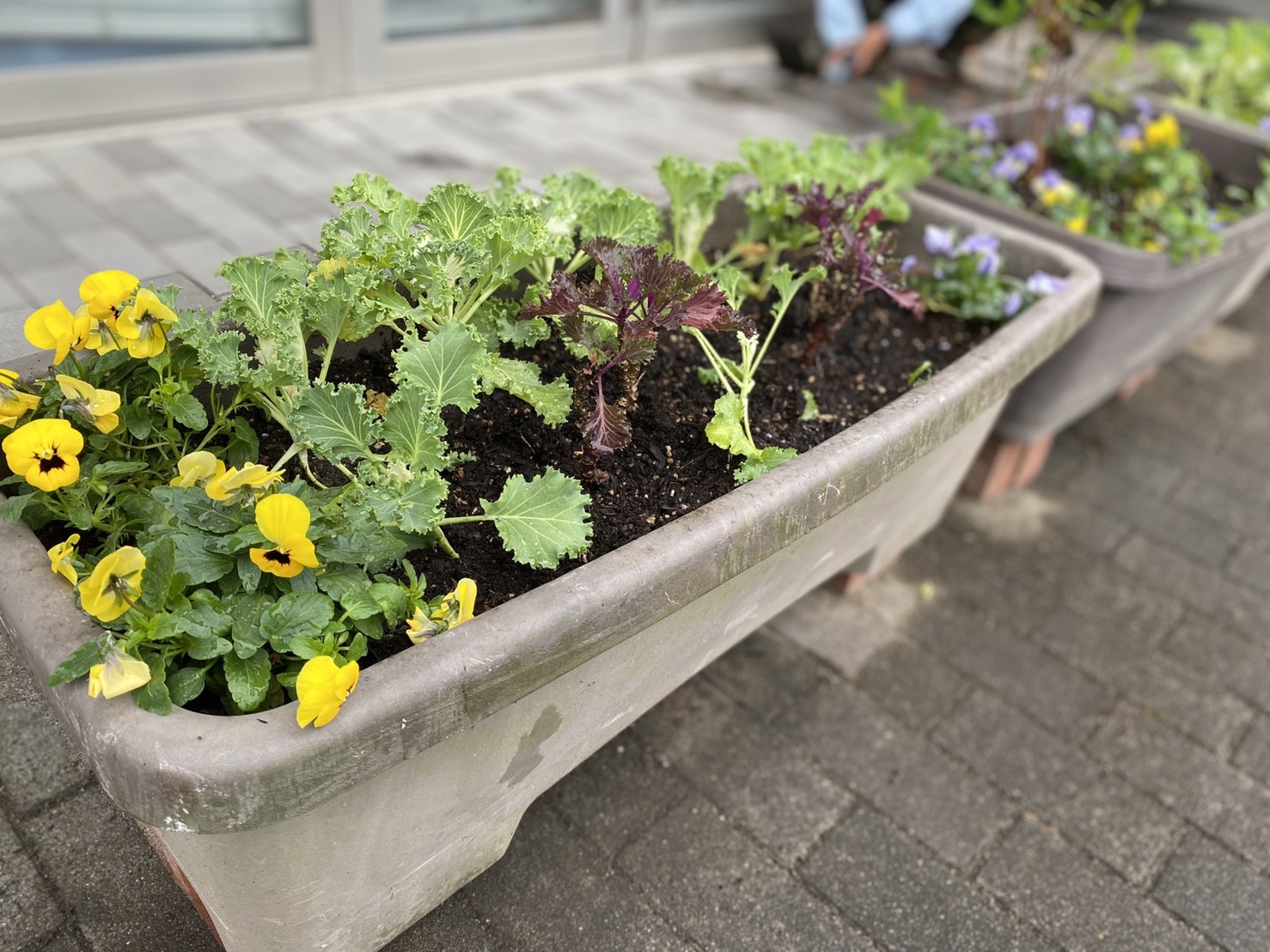 クラブハウス　秋の植え替え