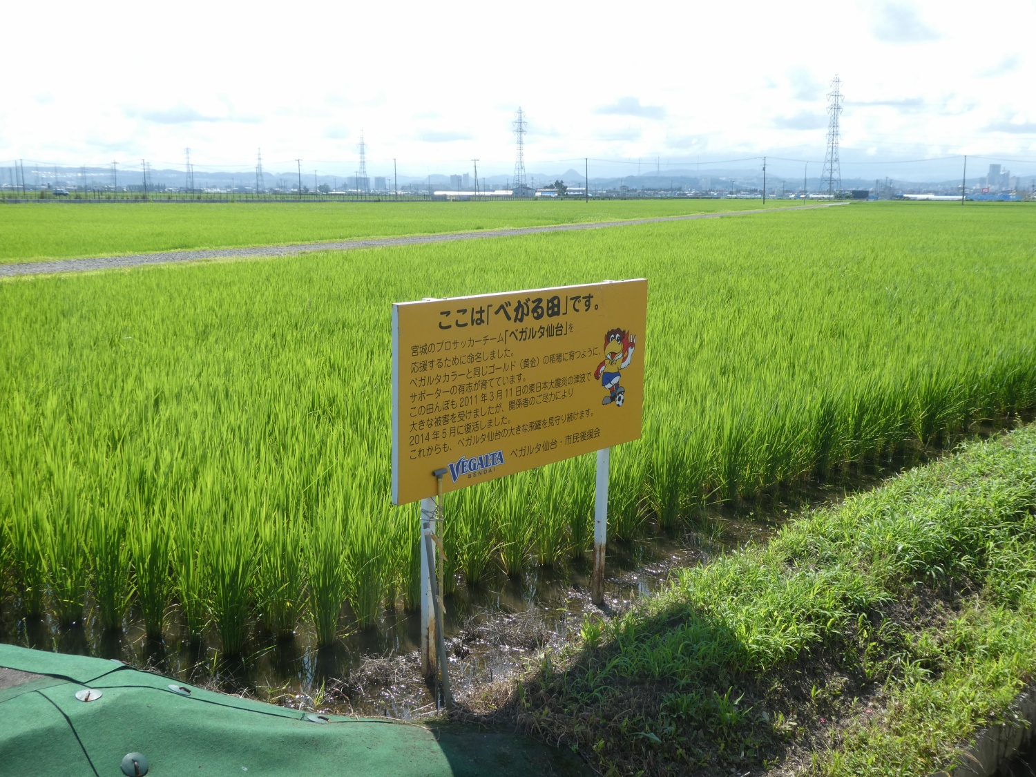 べがる田7月30日全景