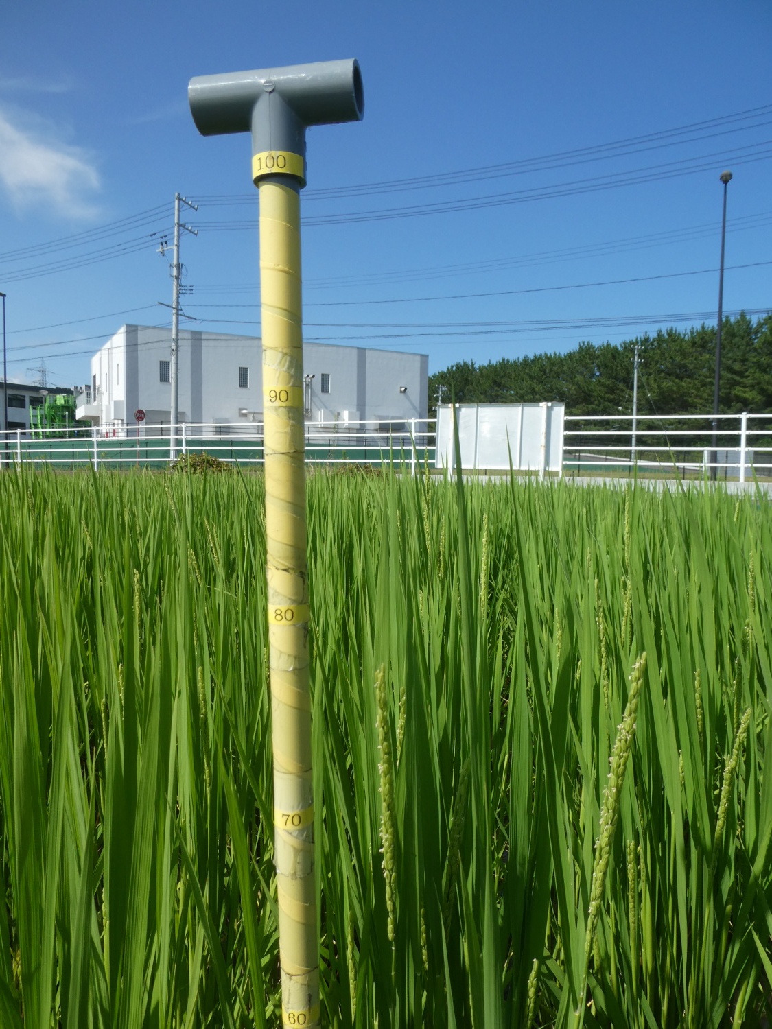 べがる田7月30日長さ計測