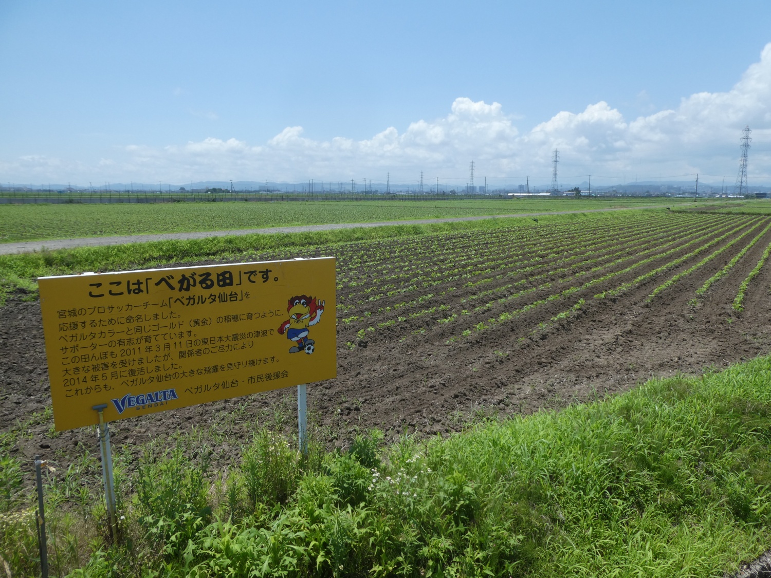 べがる田7月8日全景