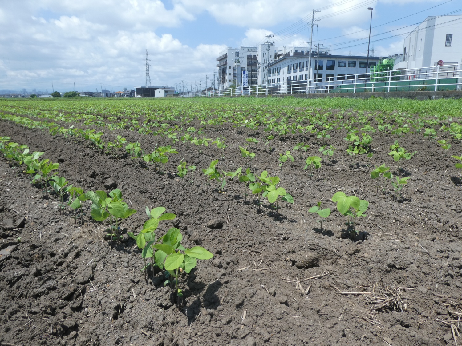 べがる田7月8日大豆苗のアップ