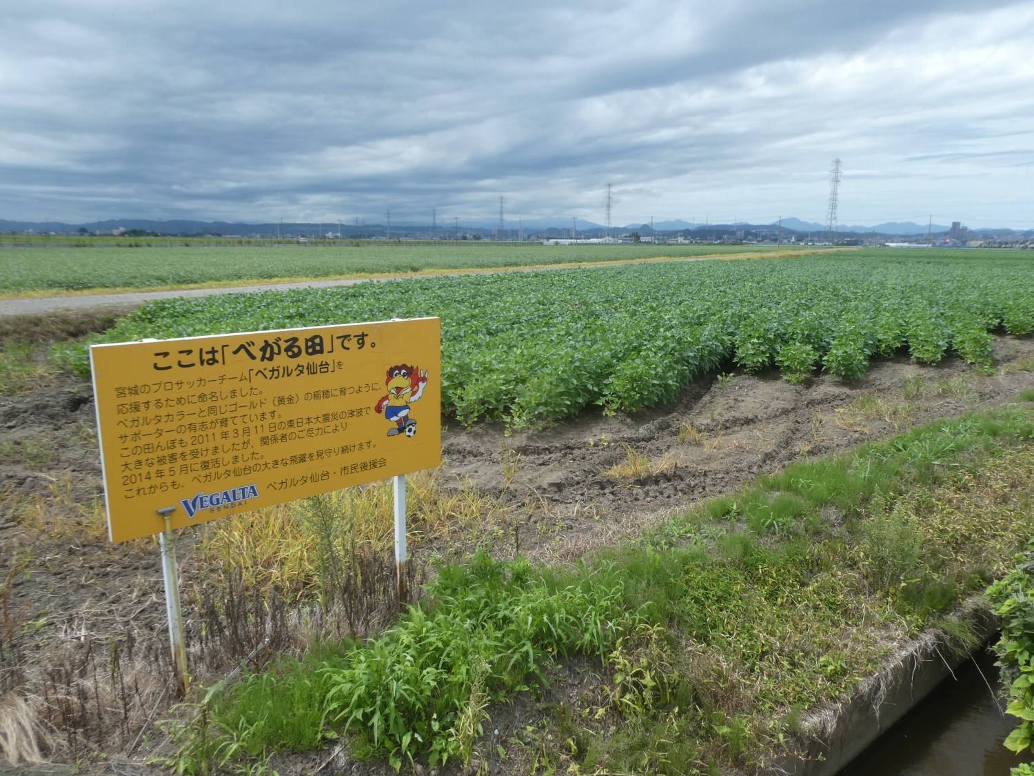 べがる田8月24日全景