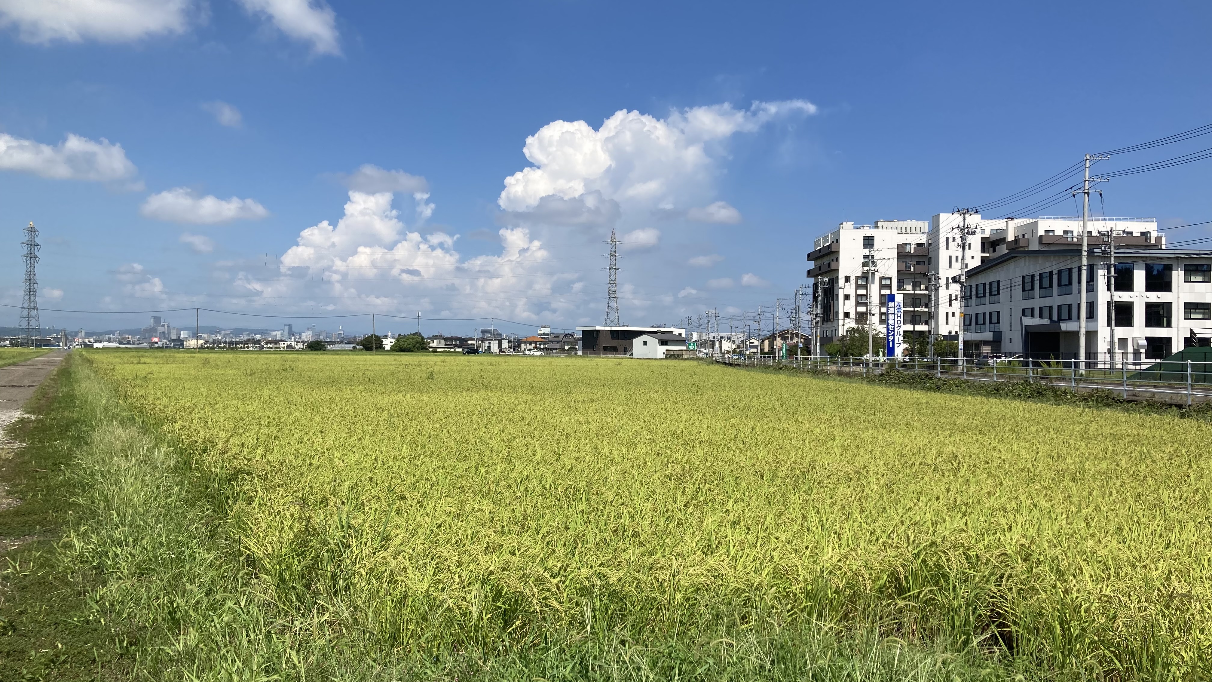 べがる田8月20日全景