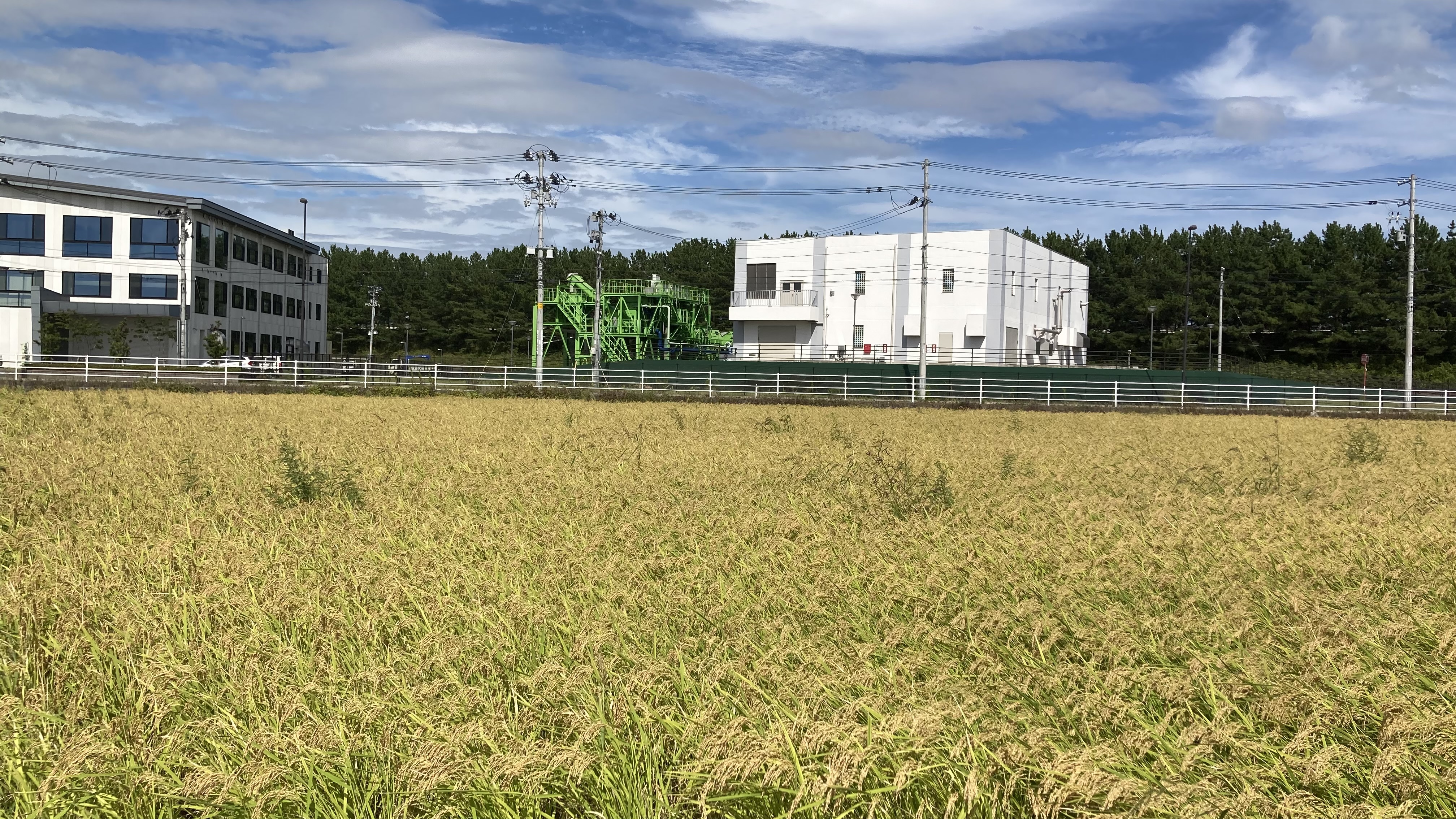 べがる田9月9日全景